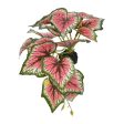 Komodo Standing Caladium Plant 1ea 5 in Online now