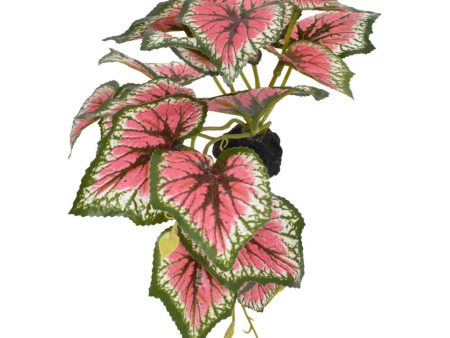 Komodo Standing Caladium Plant 1ea 5 in Online now