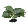 Komodo Standing Vein Plant 1ea 4 in Discount