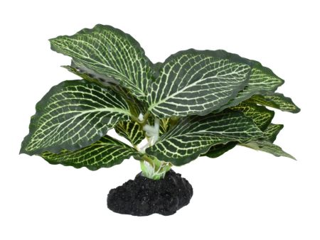 Komodo Standing Vein Plant 1ea 4 in Discount