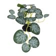 Komodo String Of Hearts Plant 1ea 3.5 in, SM For Discount