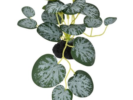 Komodo String Of Hearts Plant 1ea 3.5 in, SM For Discount