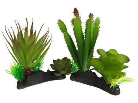 Komodo Cactus & Succulent Plant 1ea One Size on Sale