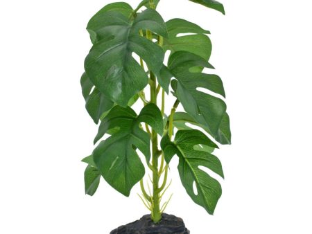 Komodo Standing Monstera Plant 1ea 10 in Hot on Sale