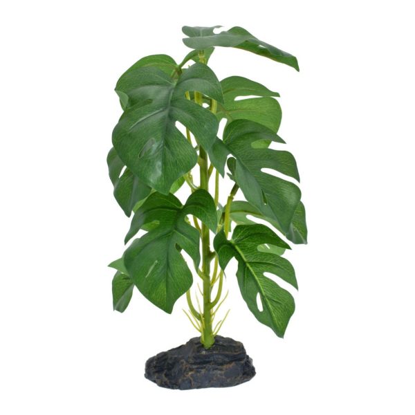 Komodo Standing Monstera Plant 1ea 10 in Hot on Sale