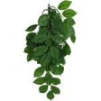 Komodo Green Leaf Hanging Plant 1ea SM, 16 in on Sale