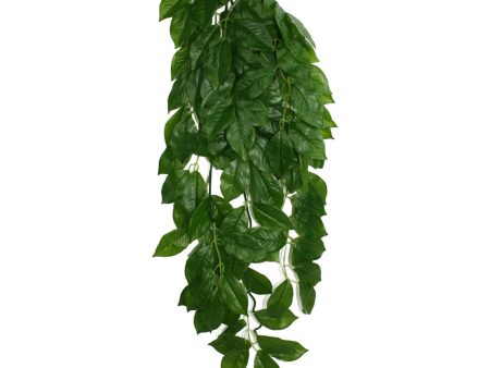 Komodo Green Leaf Hanging Plant 1ea LG, 26 in For Sale