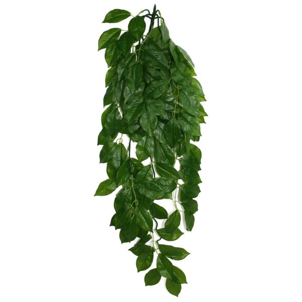 Komodo Green Leaf Hanging Plant 1ea LG, 26 in For Sale