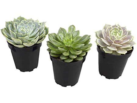 Komodo Desert Succulent Plant Yellow & Green 1ea 3 pk For Sale