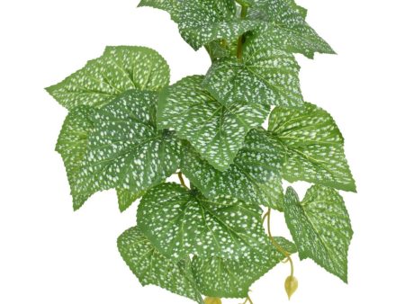 Komodo Standing Spotted Pothos Plant 1ea 5 in Online Sale