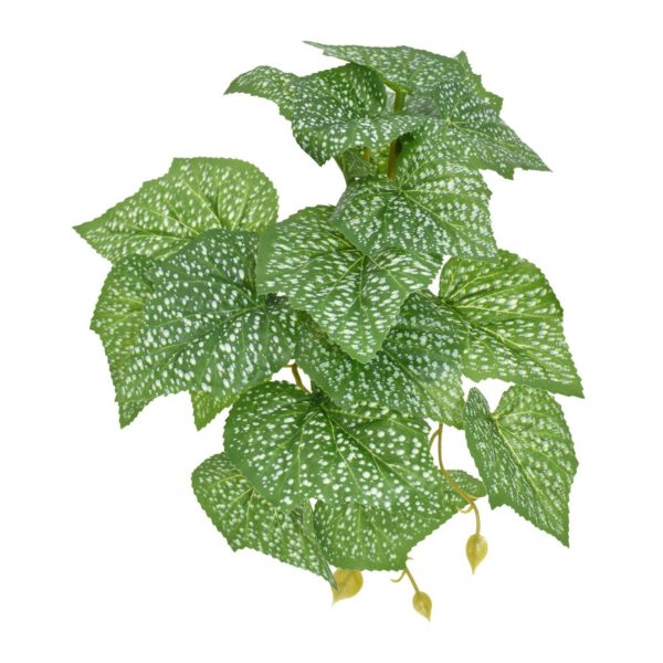 Komodo Standing Spotted Pothos Plant 1ea 5 in Online Sale