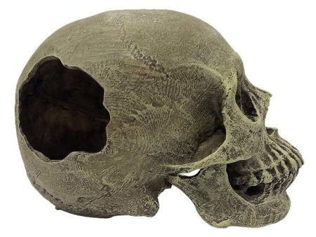 Komodo Half Human Skull Reptile Hideout Gray 1ea One Size Sale