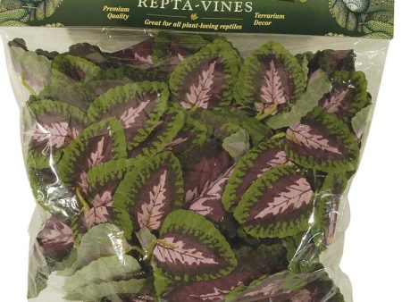 Fluker s Purple Coleus Repta-Vines Green, Purple 1ea 6 ft For Sale