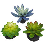 Komodo Desert Succulent Plant Blue & Green 1ea 3 pk Online Sale