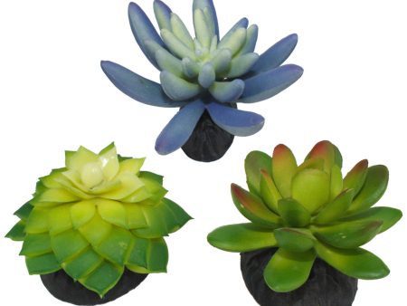 Komodo Desert Succulent Plant Blue & Green 1ea 3 pk Online Sale