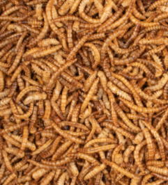 MEAL WORMS BUCKET 1L 200G Supply